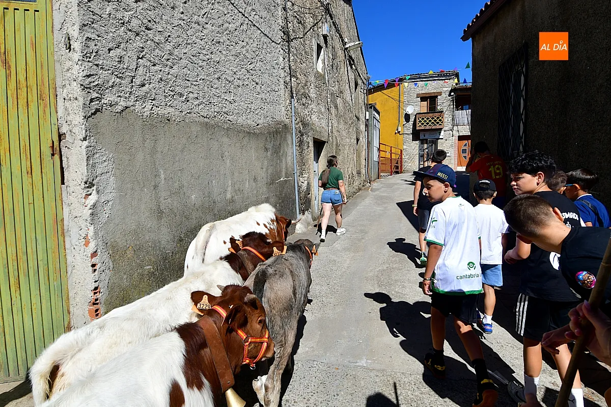 Encierro infantil con minibueyes Navasfrías