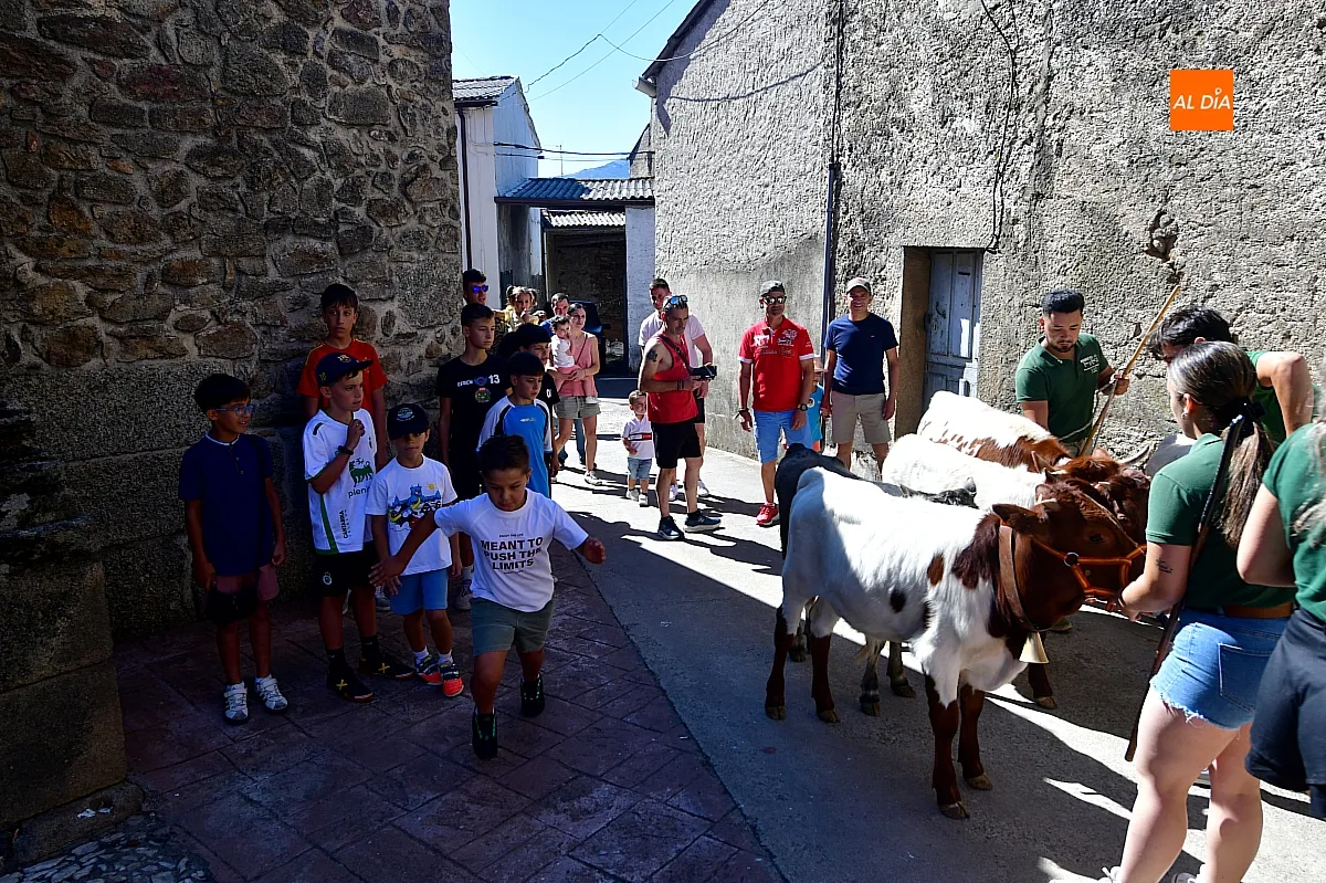Encierro infantil con minibueyes Navasfrías
