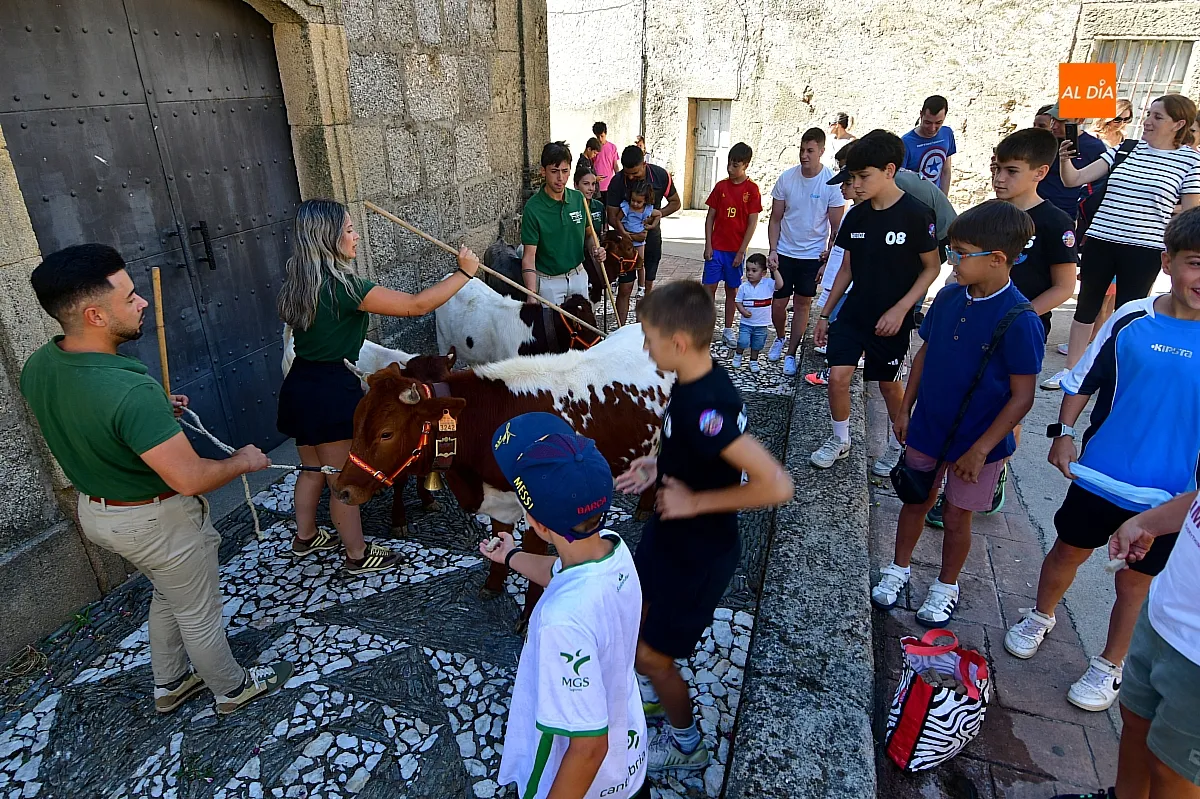 Encierro infantil con minibueyes Navasfrías