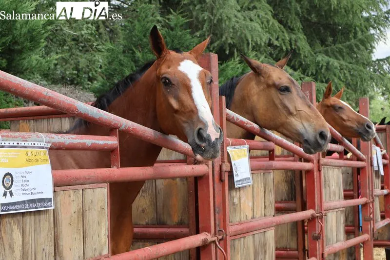 Foto 3 - La XV Feria de San Antonio desaf&iacute;a a la lluvia y re&uacute;ne en Alba de Tormes a m&aacute;s de 160 animales y 18 puestos artesanos