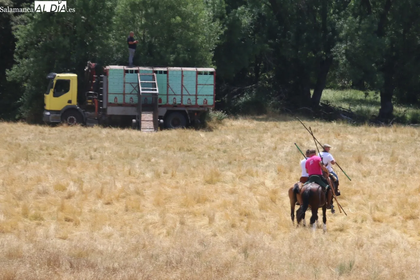 Emoción en el 'apartasdo de la corrida' en El Monte, en Hinojosa de Duero / CORRAL