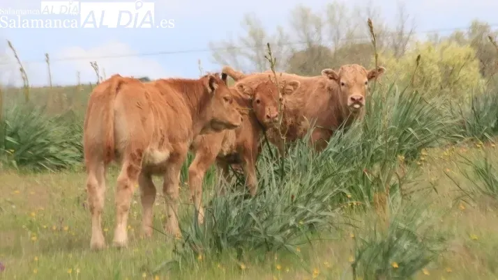 La salida del trigo y el triticale deja la pizarra semivacia mientras el vacuno sigue a la baja