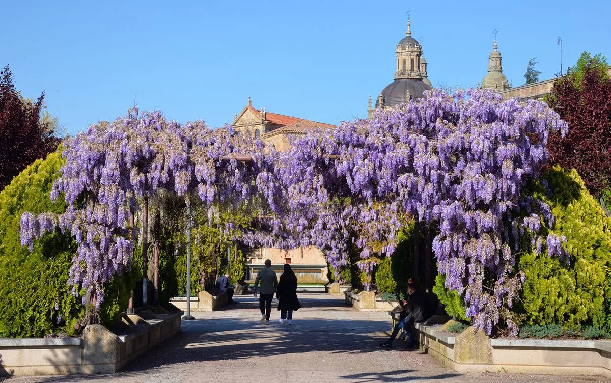 Calle Balmes, Salamanca