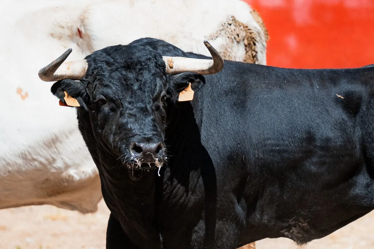 Fotos: BMF TOROS