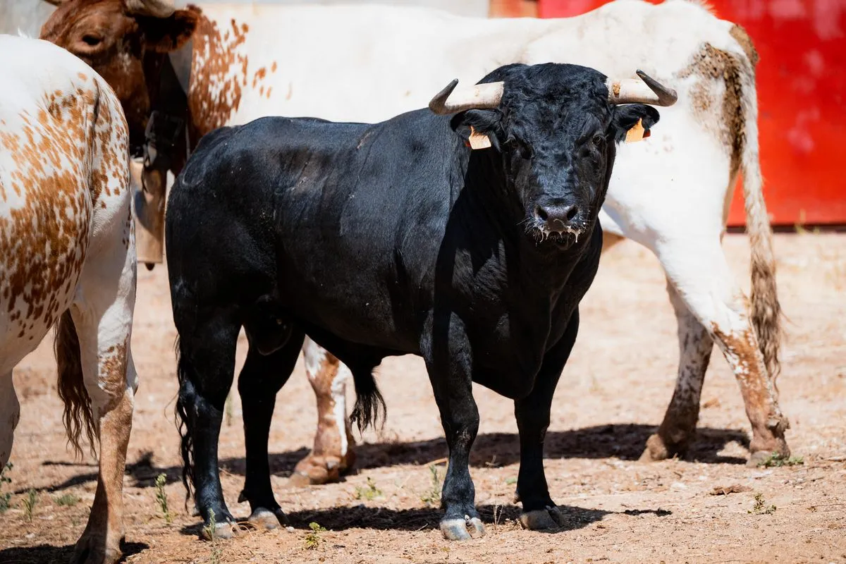 Fotos: BMF TOROS