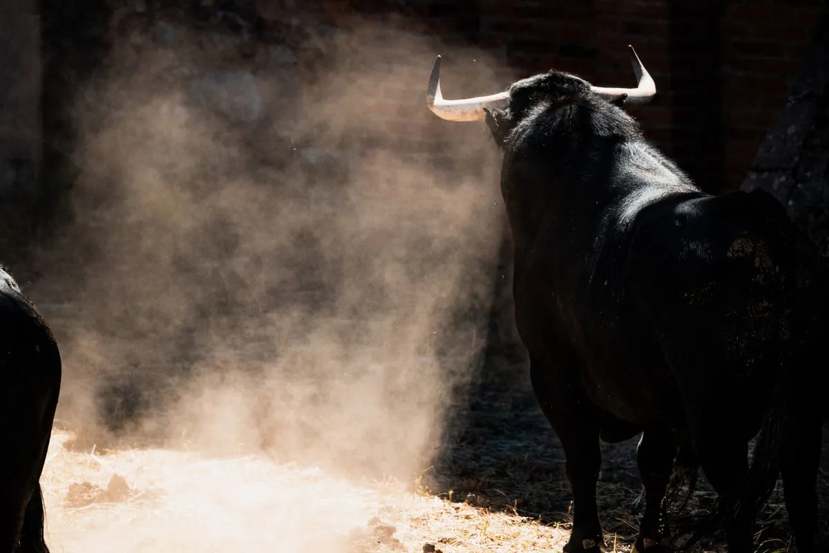 Fotos: BMF TOROS