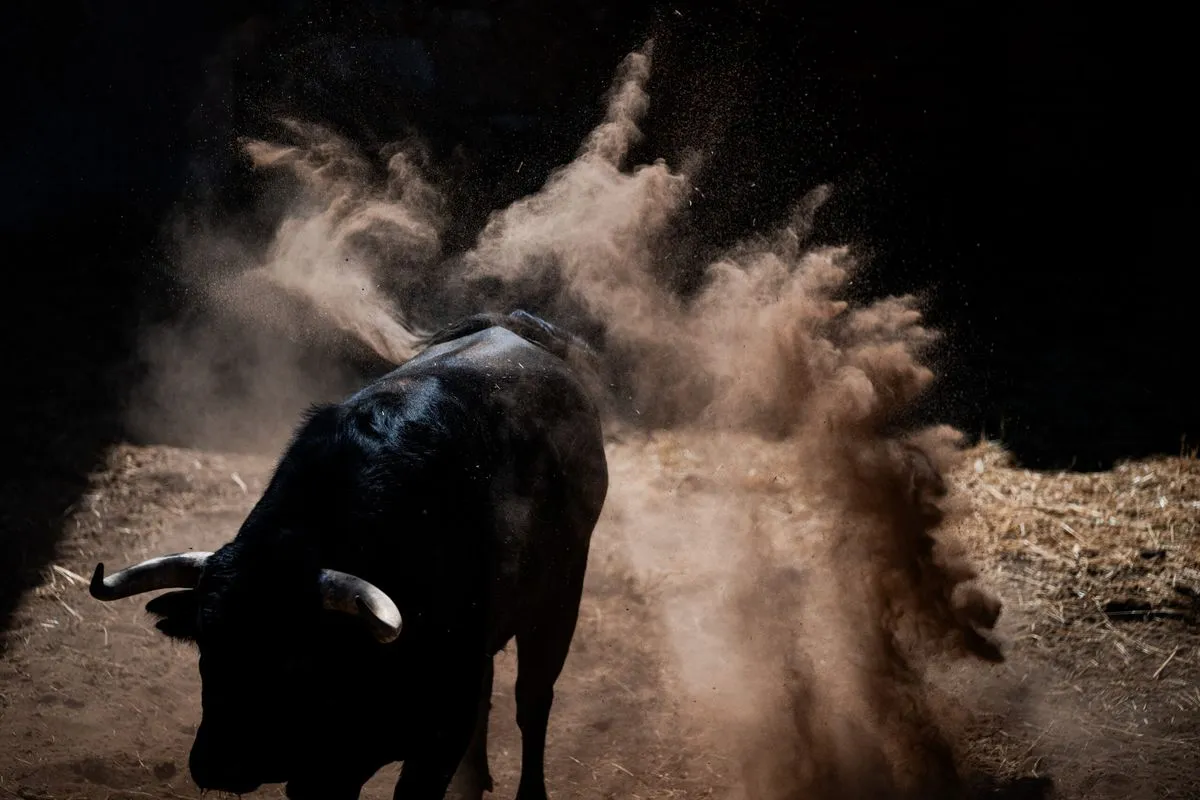 Fotos: BMF TOROS