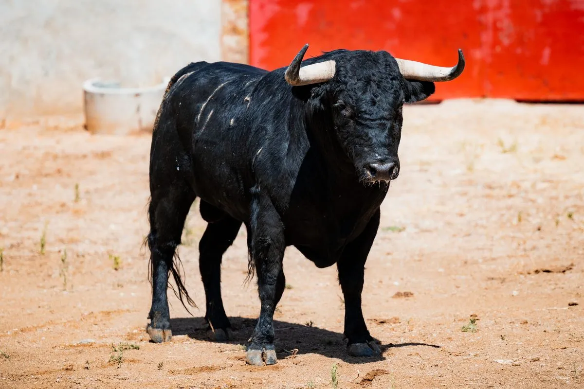 Fotos: BMF TOROS