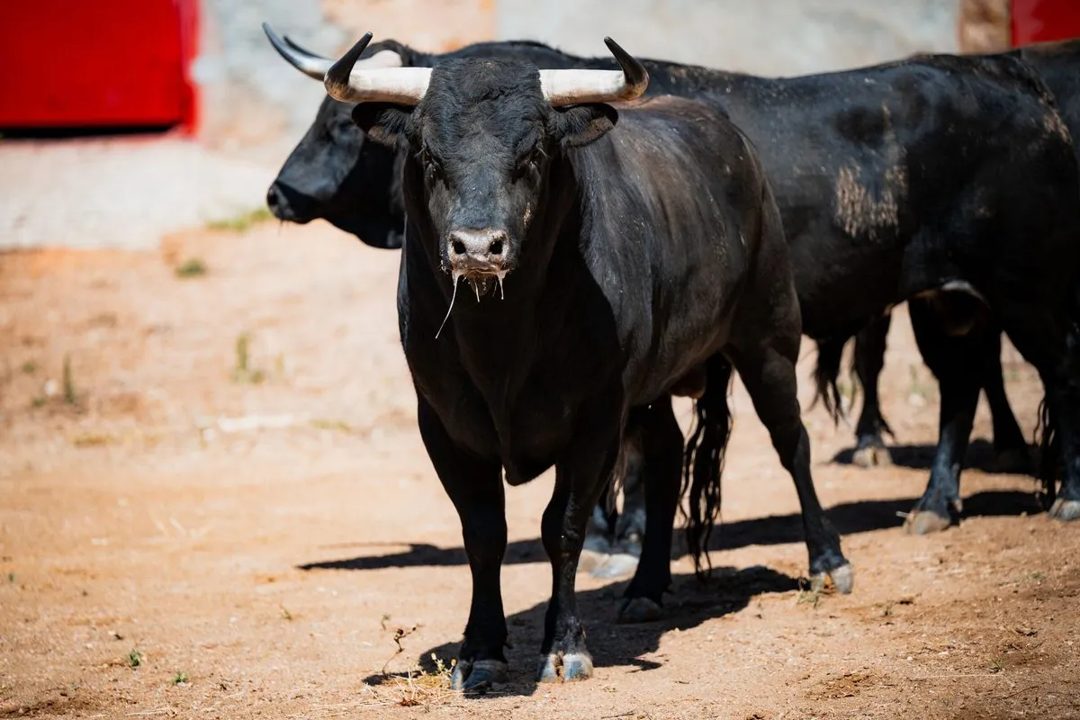 Fotos: BMF TOROS