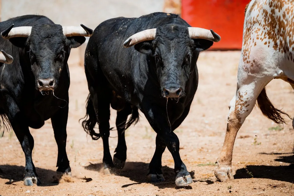 Fotos: BMF TOROS