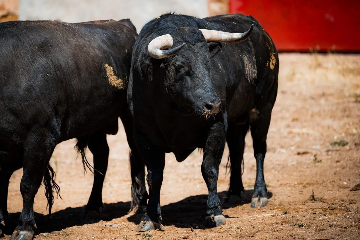 Fotos: BMF TOROS
