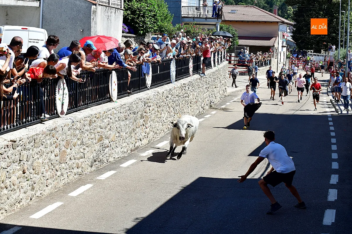 I Toro del Cajón en Navasfrías