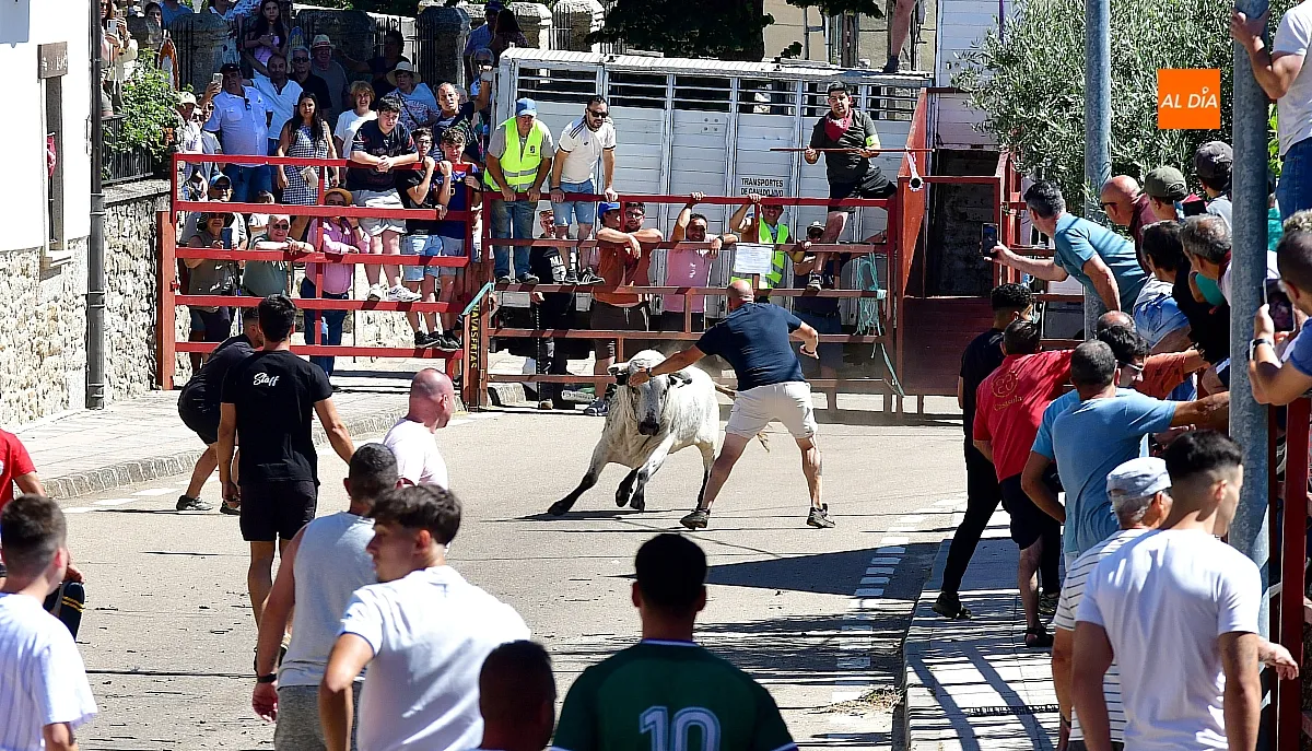 I Toro del Cajón en Navasfrías