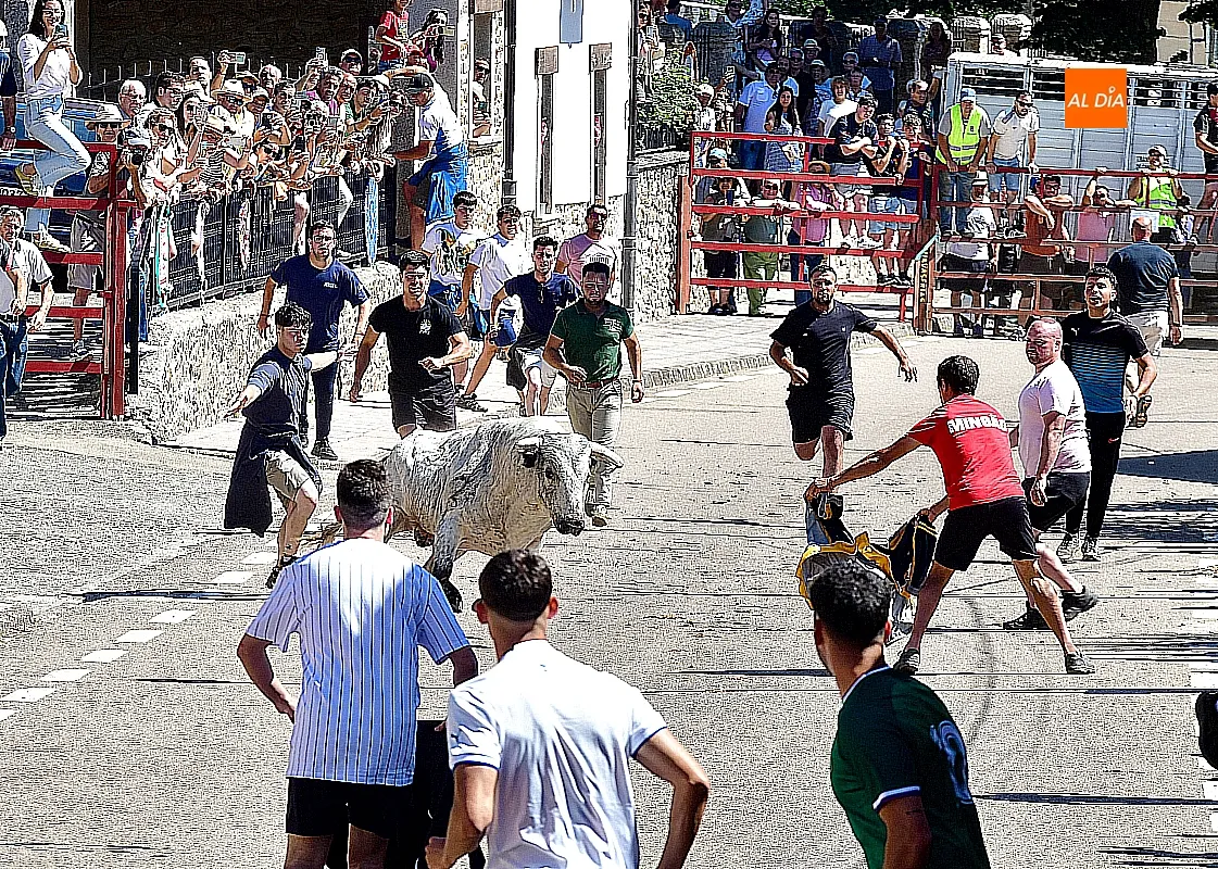 I Toro del Cajón en Navasfrías