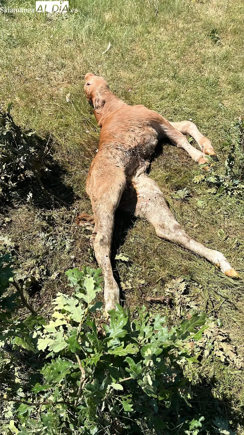 Ternero muerto en  Guadramiro