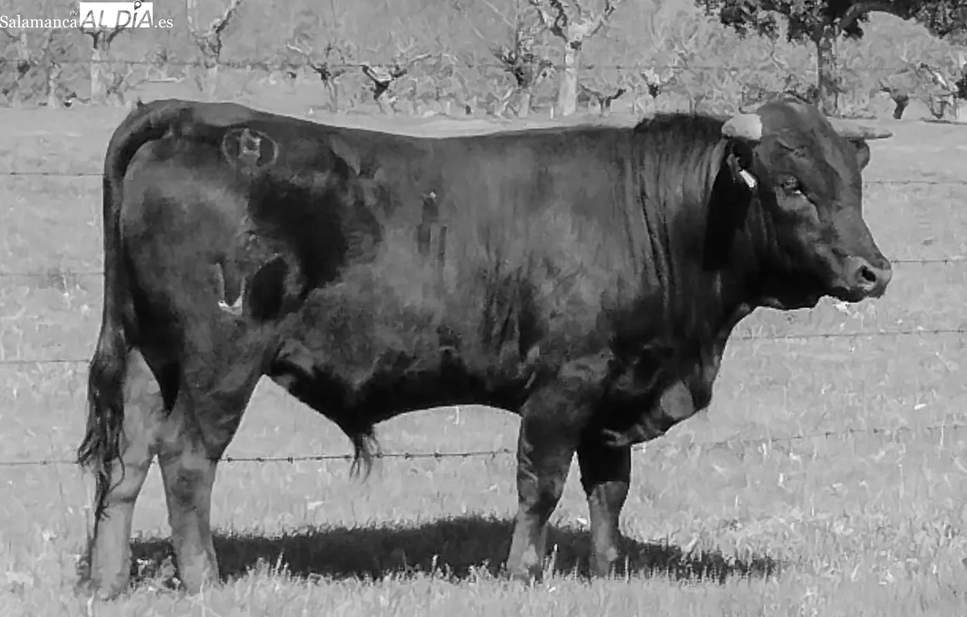 Ganado que se lidiará durante las fiestas / DANIEL ROMÁN