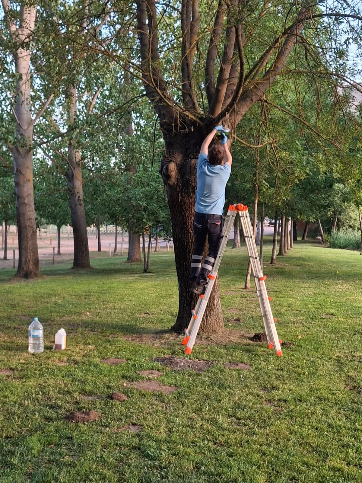 Colocación de trampas para avispas