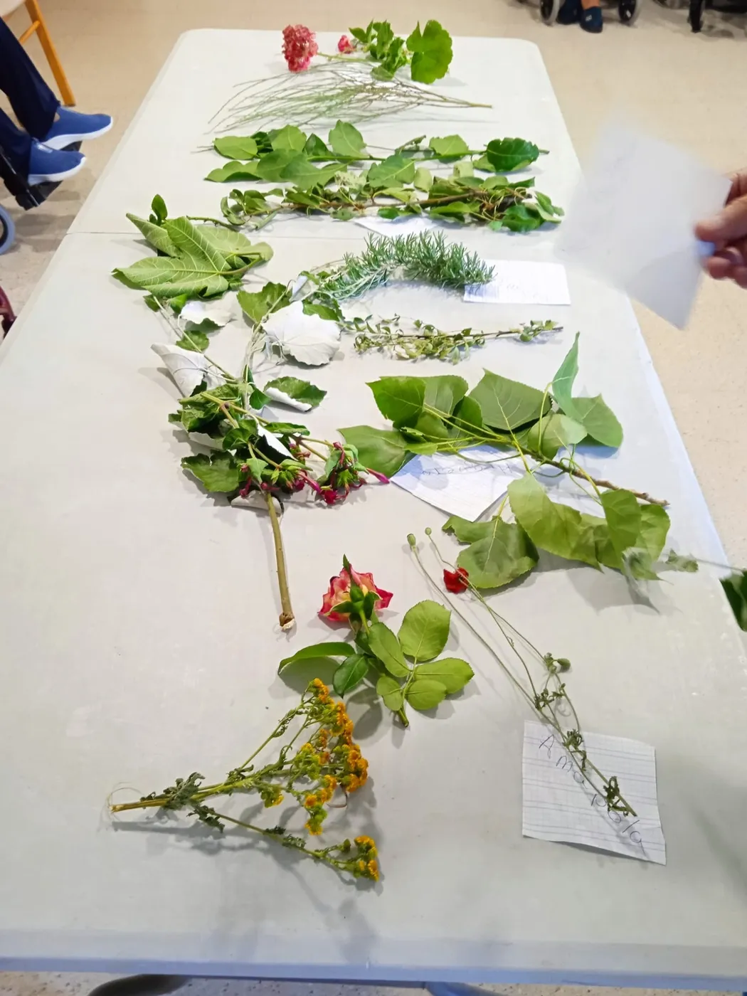 Los mayores han participado en la identificación de especies de flora impartido por Juanma Ruiz