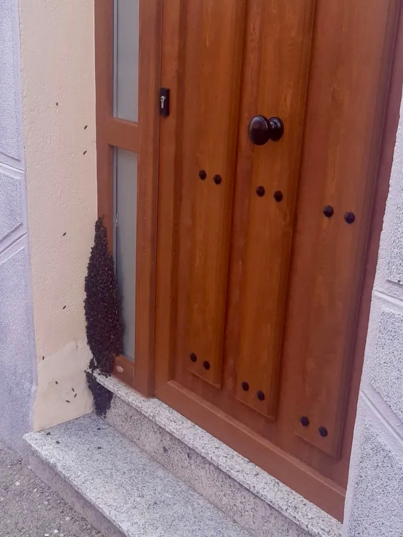 Foto 2 - Efectivos del parque de Bomberos de Pe&ntilde;aranda retiran un enjambre de abejas formado en la puerta de una vivienda en Macotera 
