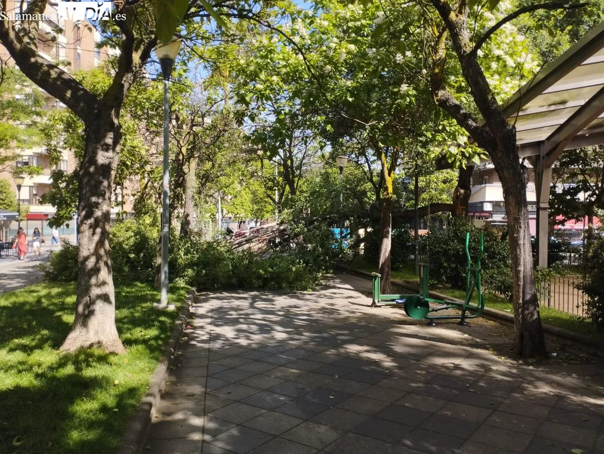 Imagen del árbol caído en el parque Picasso. Foto: J. S.