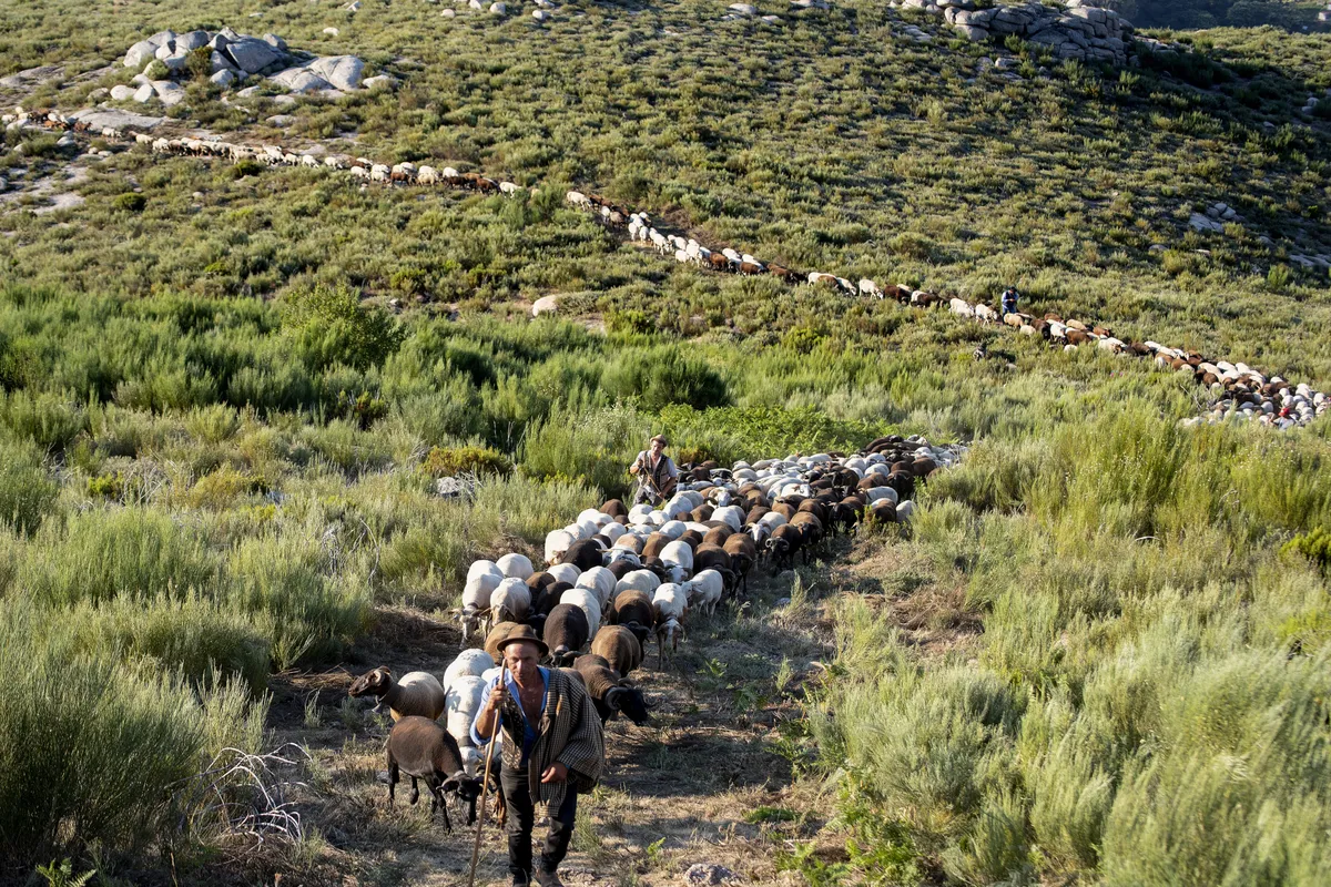 Grande Rota da Transumância 2026, Portugal | FOTOS: Grande Rota da Transumância e Municípios