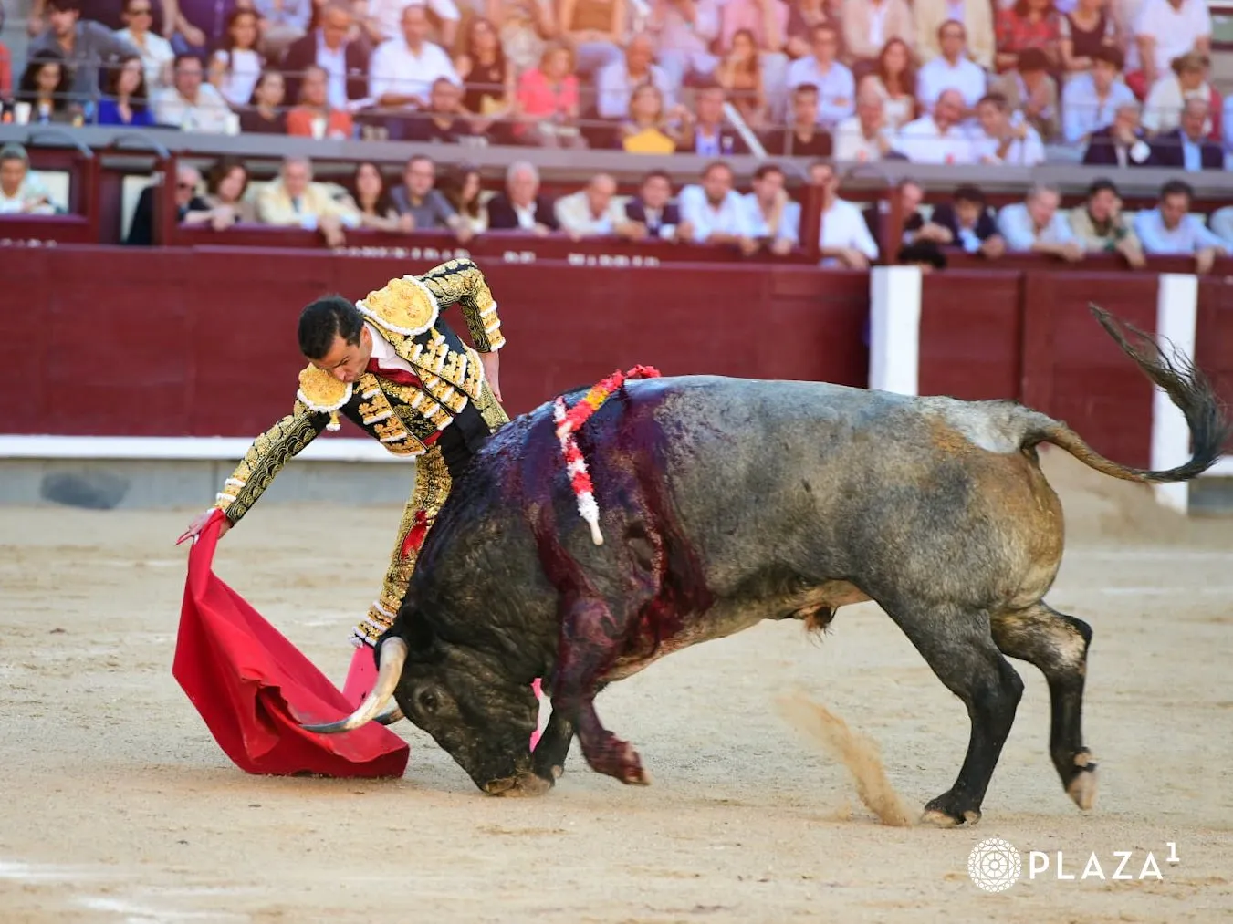Damián Castaño en Las Ventas | Fotos: Plaza 1 - Las Ventas
