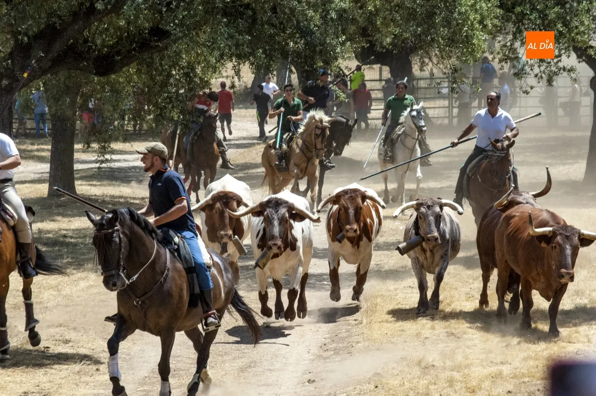 Encierro a Caballo Campillo de Azaba