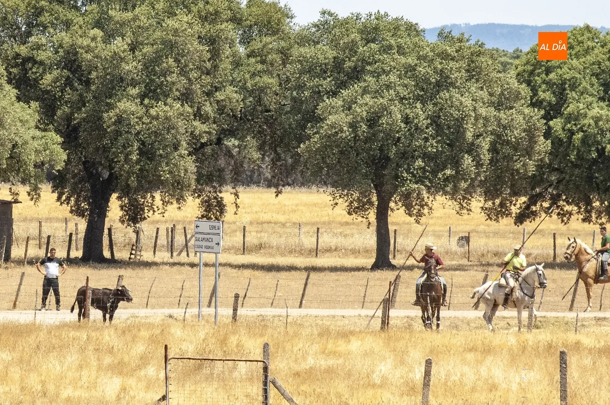 Encierro a Caballo Campillo de Azaba
