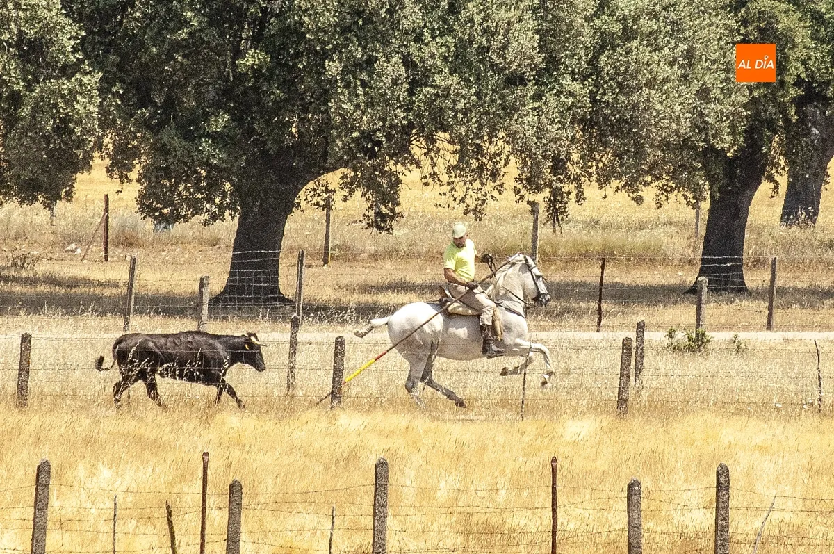 Encierro a Caballo Campillo de Azaba