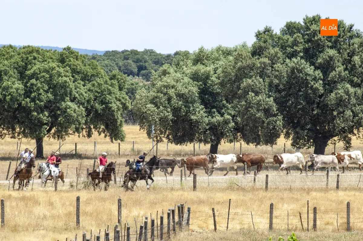Encierro a Caballo Campillo de Azaba