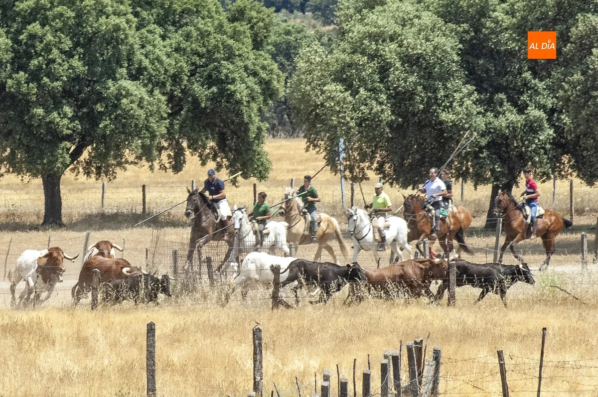 Encierro a Caballo Campillo de Azaba
