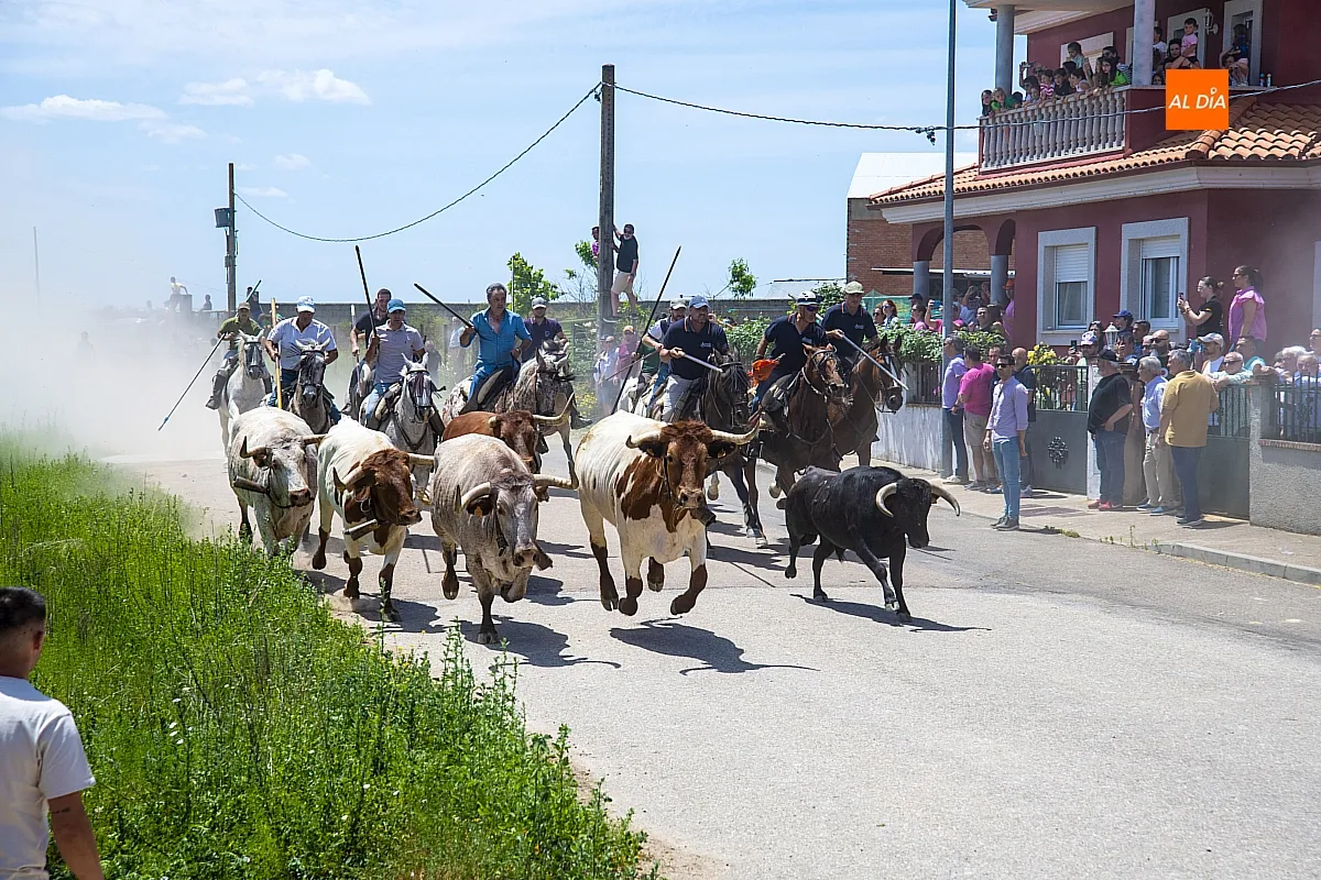 Encierro a caballo y paella en las fietas del Corpus de La Fuente de San Esteban