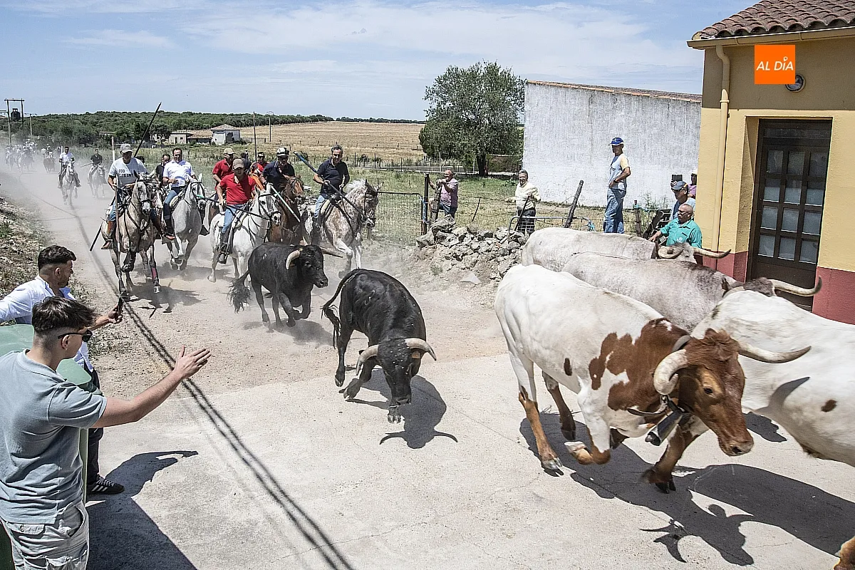 Encierro a caballo Martín de Yeltes