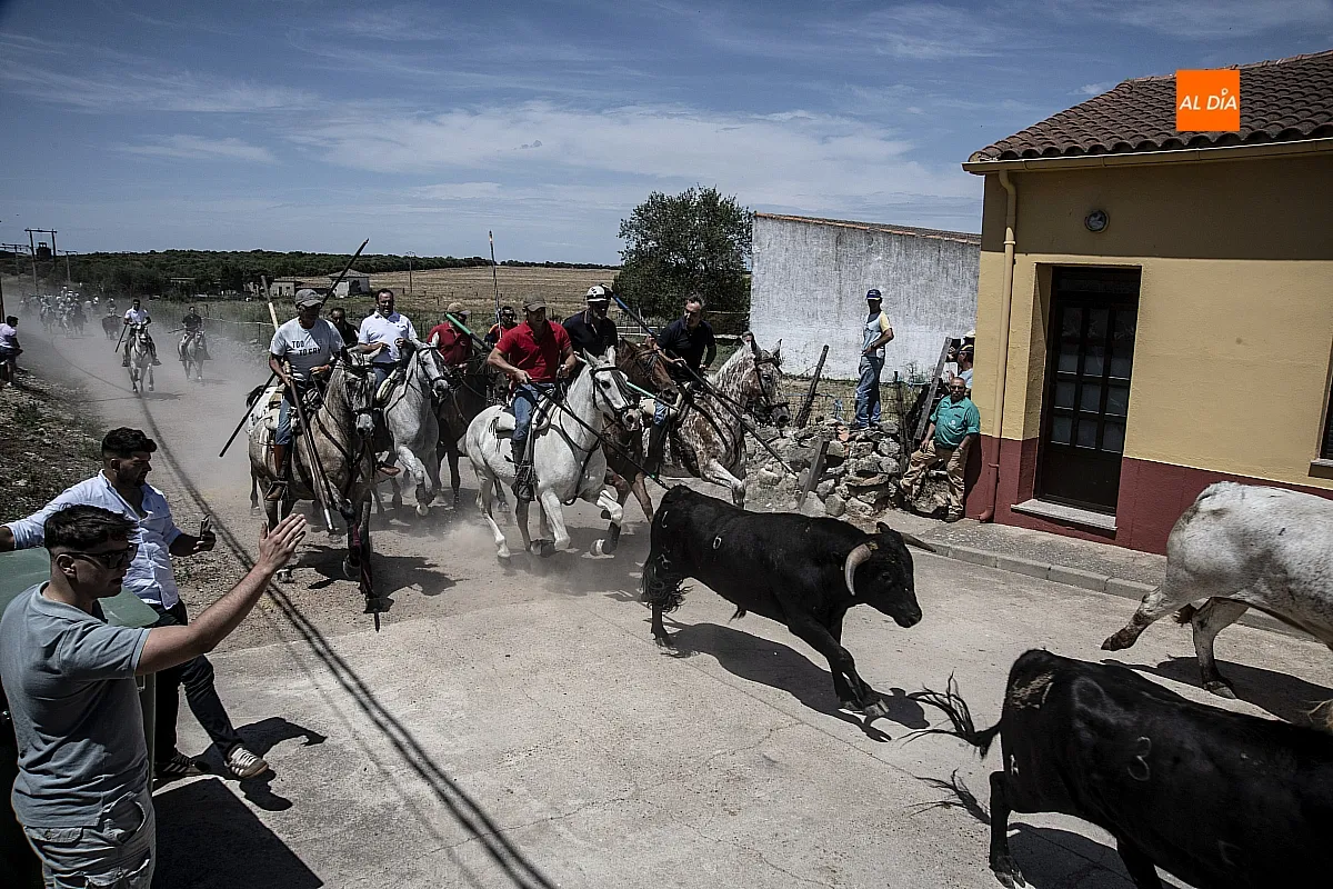 Encierro a caballo Martín de Yeltes