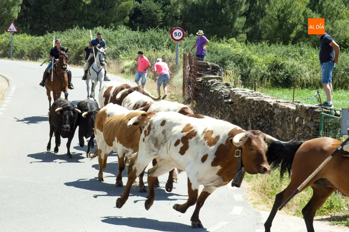 Encierro a Caballo en Robleda por San Juan