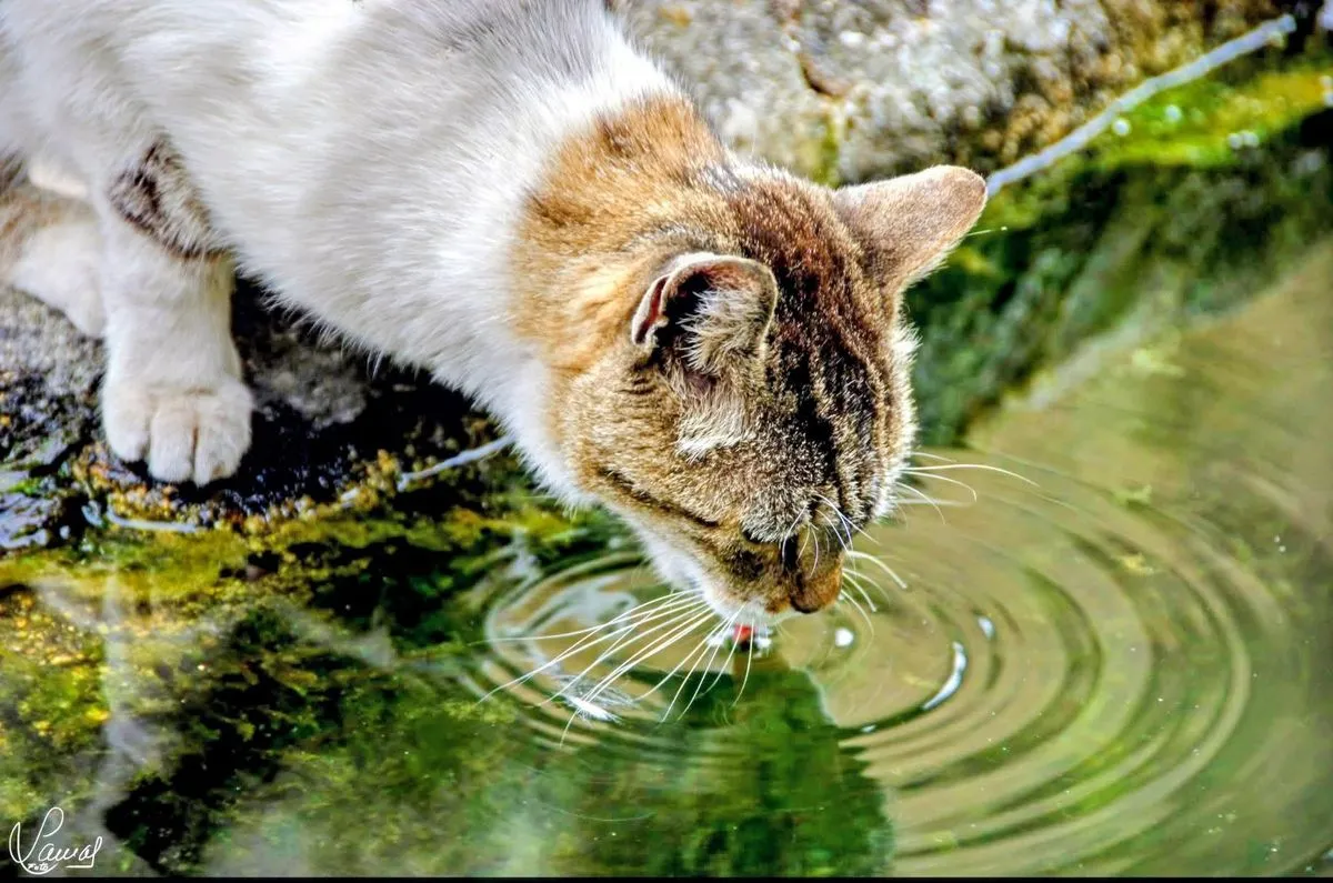 Gato en la Sierra de Francia, Salamanca