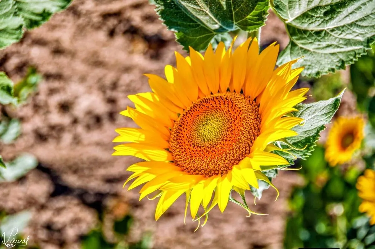 Girasol Lamas