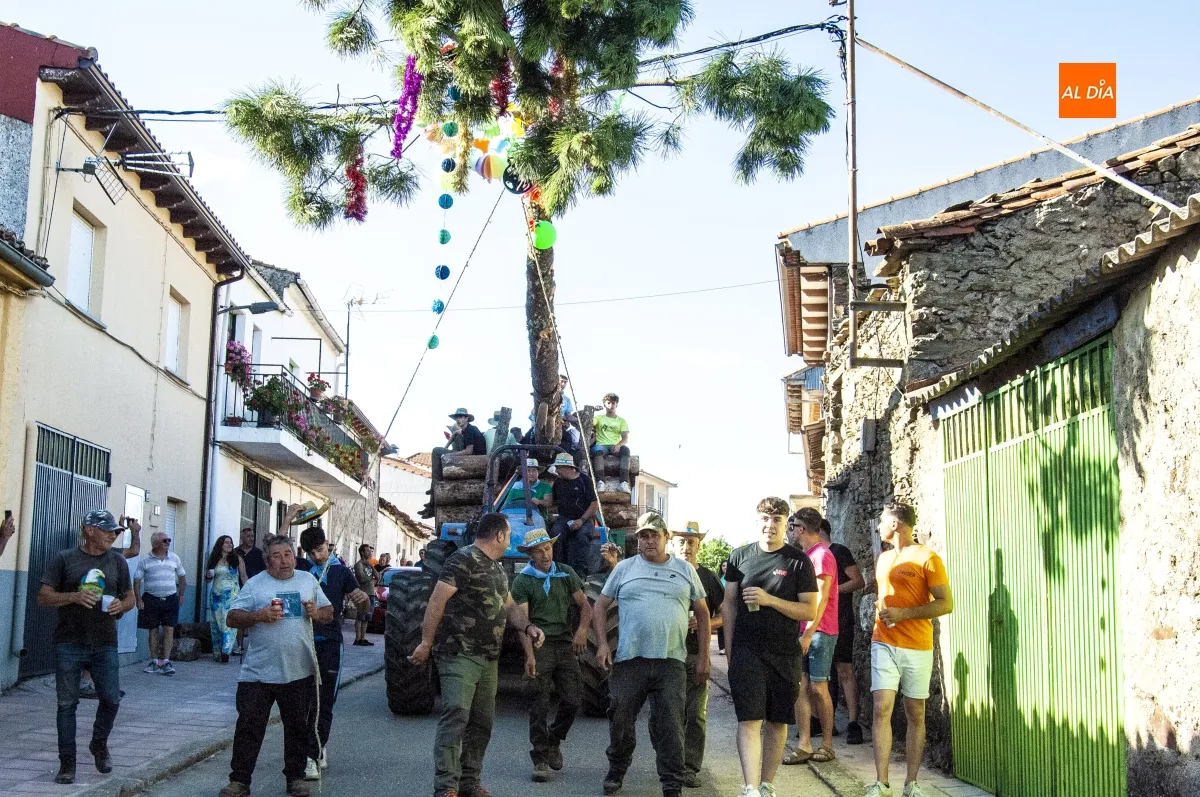 Izado pino San Juan en Robleda