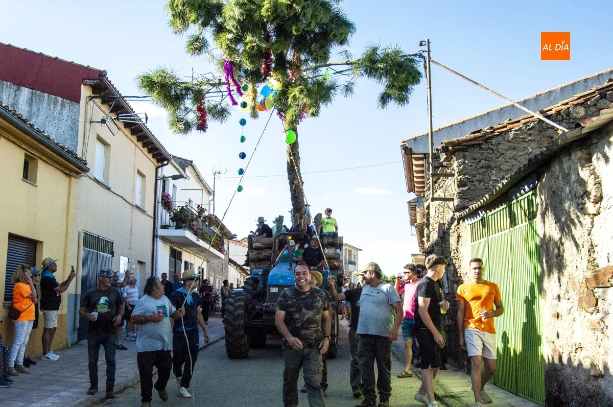 Izado pino San Juan en Robleda