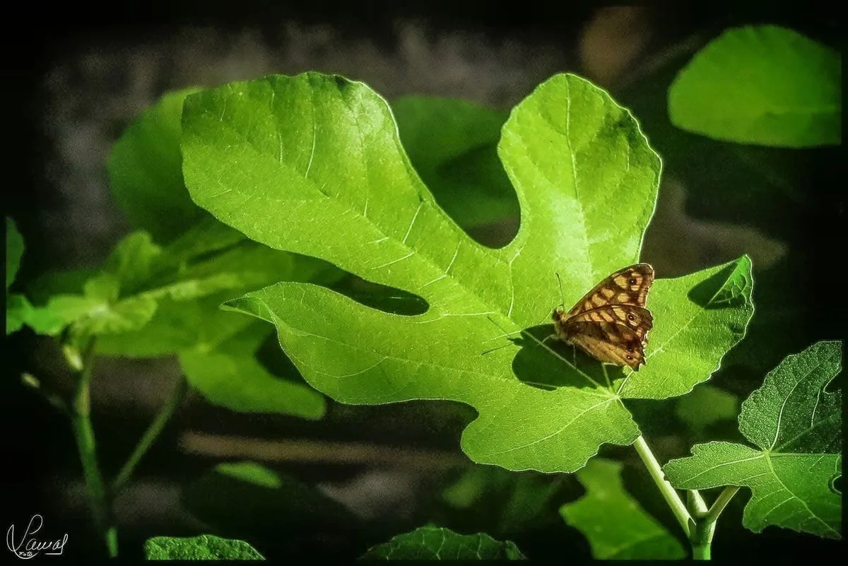 Mariposa Lamas