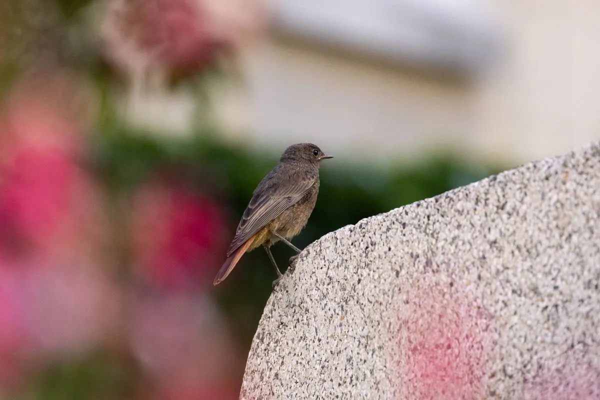 Pájaro en el paseo de la Estación, Salamanca