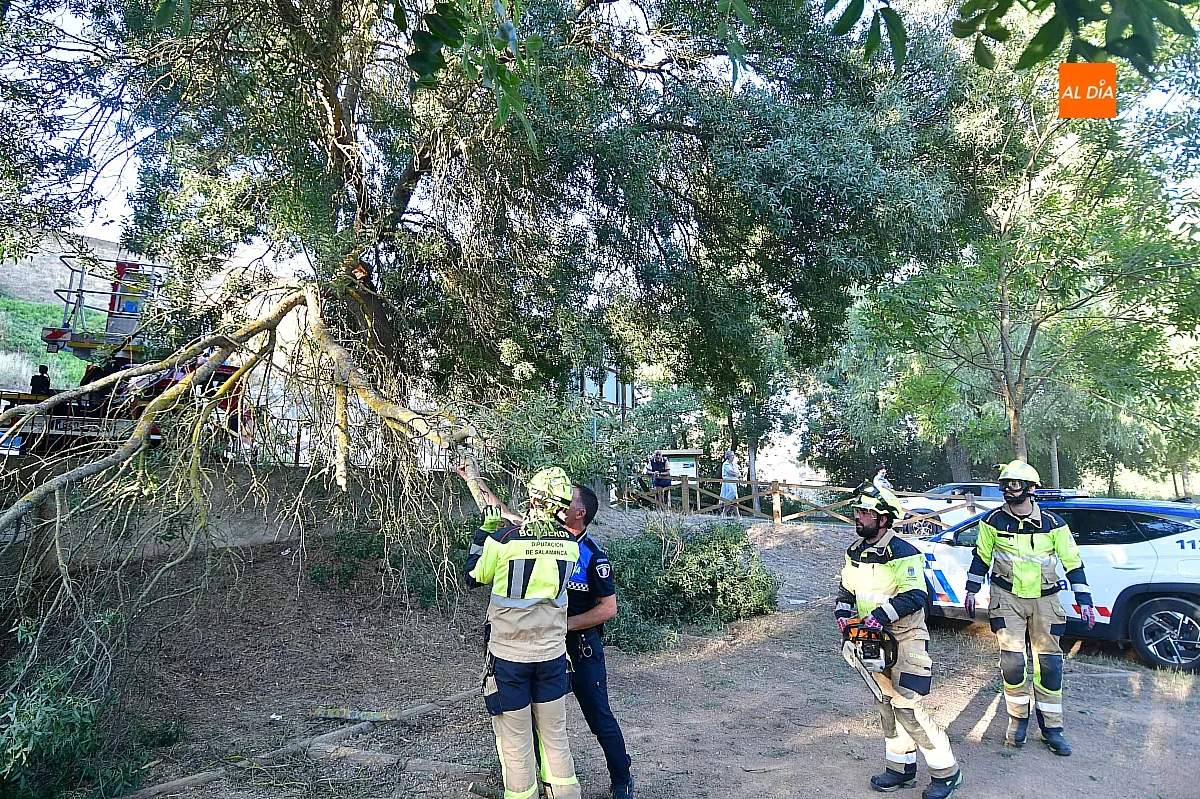 Los Bomberos retirando la rama del vehículo