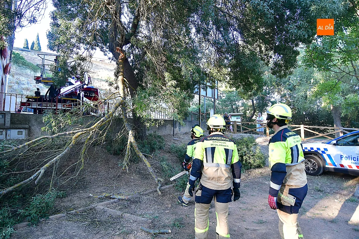 Los Bomberos retirando la rama del vehículo