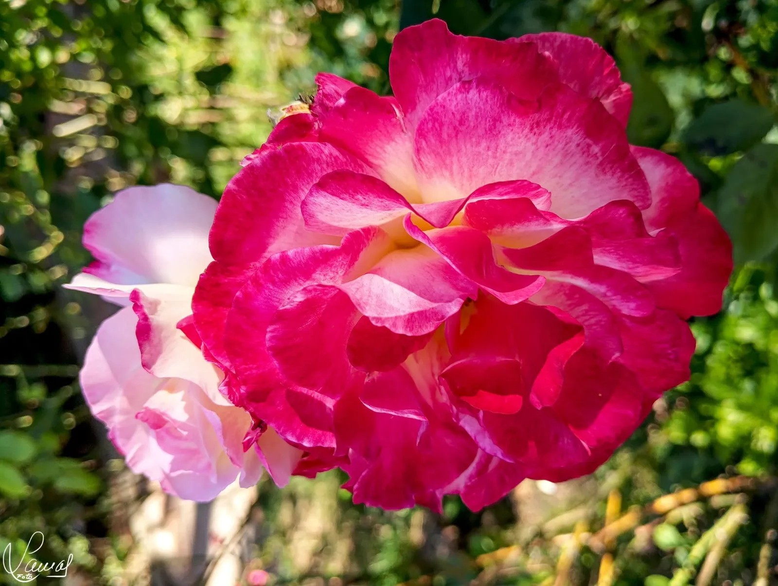 Flor del Huerto de Calixto y Melibea, Salamanca