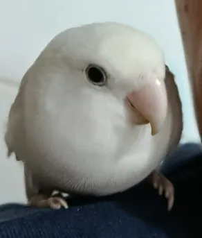 Buscan un agapornis blanco perdido en Pizarrales, Salamanca