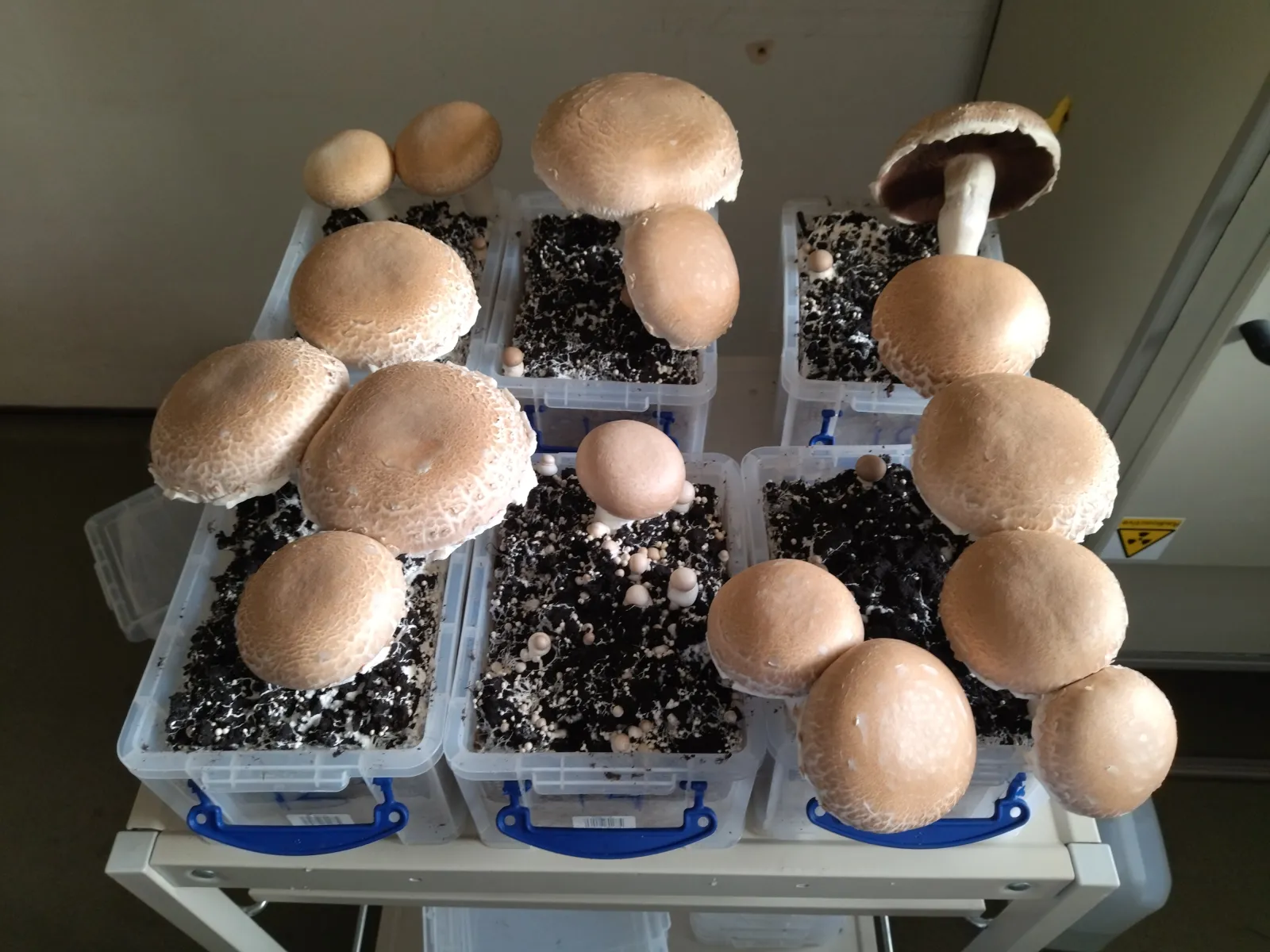 Foto 4 - Cient&iacute;ficos de Salamanca descubren bacterias para proteger el cultivo del champi&ntilde;&oacute;n