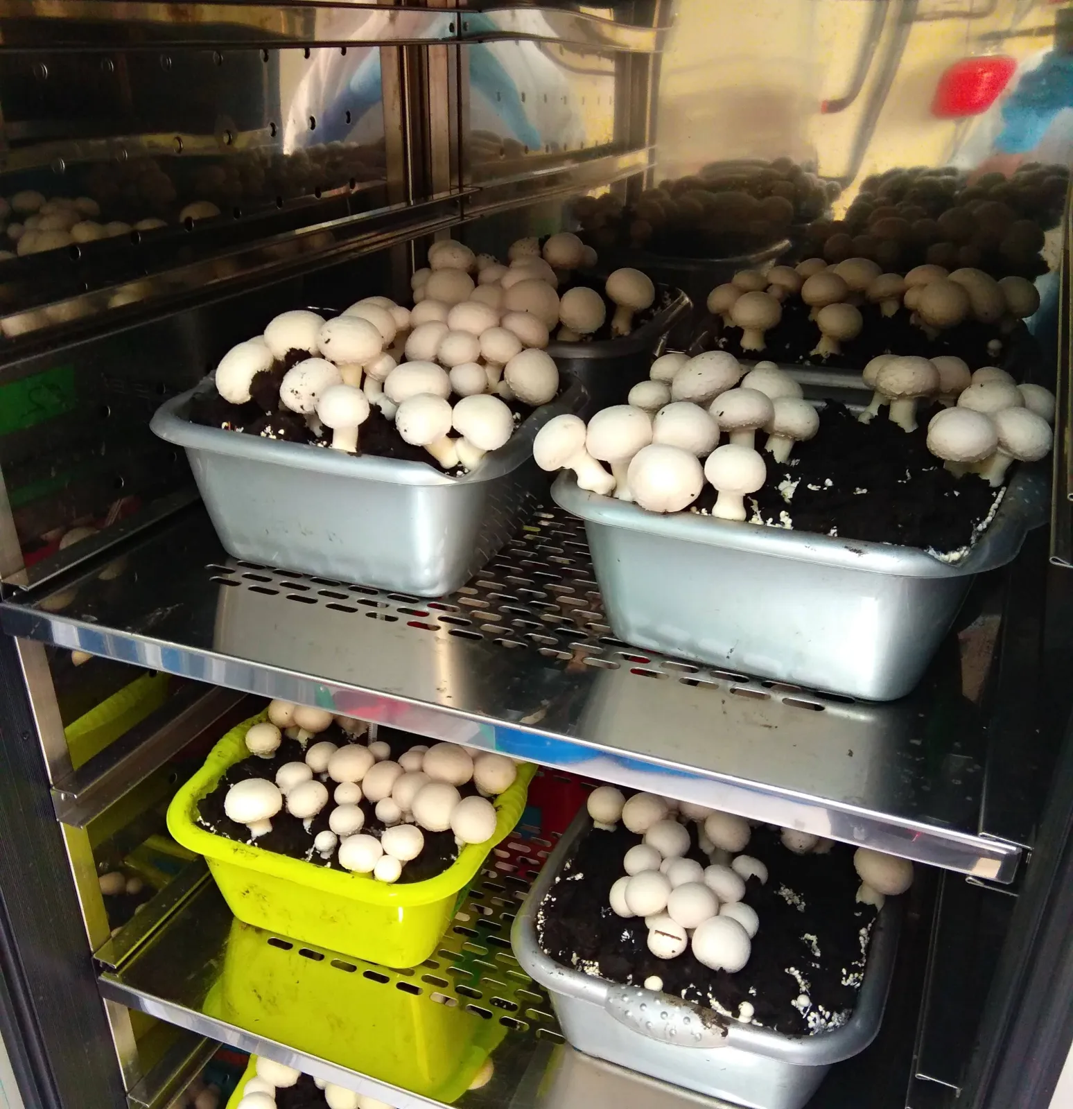 Foto 2 - Cient&iacute;ficos de Salamanca descubren bacterias para proteger el cultivo del champi&ntilde;&oacute;n
