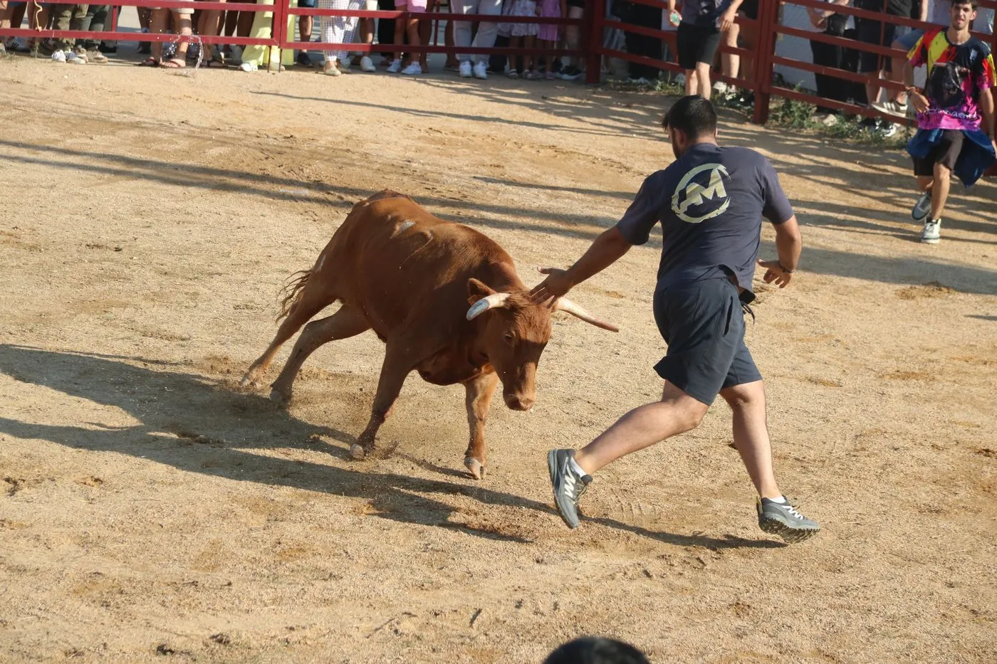 Toro de Cajón de Boada / ARIAS