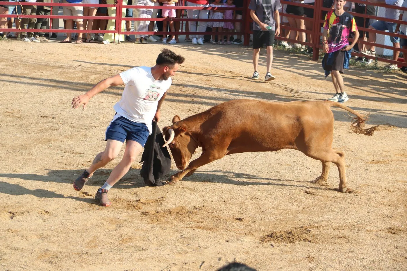 Toro de Cajón de Boada / ARIAS