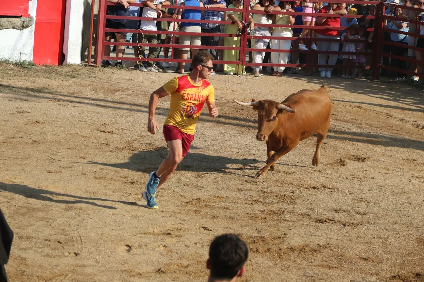 Toro de Cajón de Boada / ARIAS